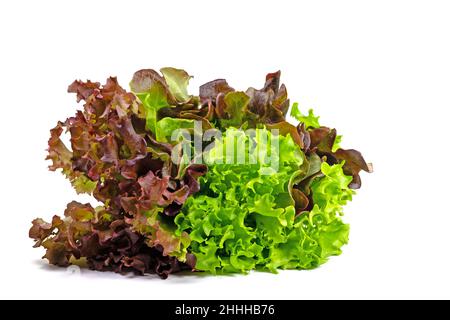 Wählen Sie Salat isoliert vor weißem Hintergrund Stockfoto