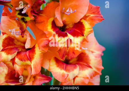 Gladiolen aus nächster Nähe blühen im Garten Stockfoto