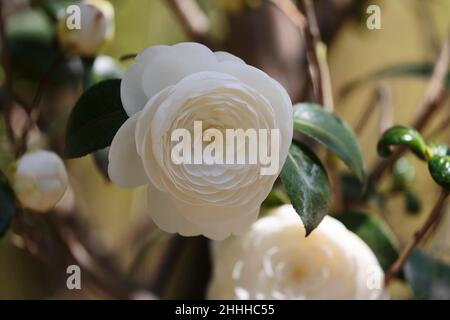 Nahaufnahme der Kamelienblume in einem botanischen Garten Stockfoto