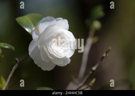 Nahaufnahme der Kamelienblume in einem botanischen Garten Stockfoto