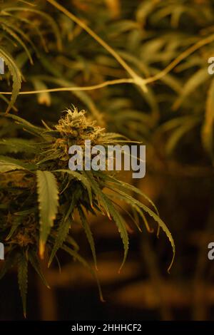 Cannabis blüht in einer professionellen Apotheke Anbaubetrieb Stockfoto