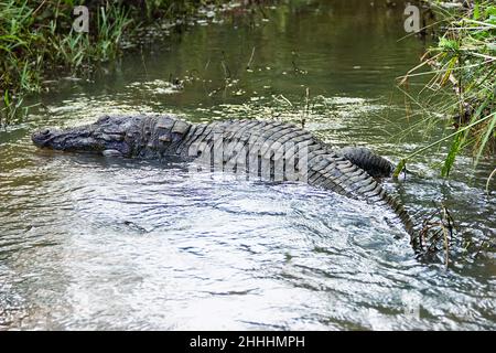 Tot aus einem unbekannten Grund (die Art zeichnet sich durch eine hohe Überlebensfähigkeit aus) Räuber (Crocodylus palustris kimbula), in einem schmalen Flusslauf. Sumpf Stockfoto