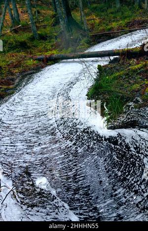 Waldwunder. Der ruhige Waldbach ist mit einem gerippten Kreuzmuster aus Schaum bedeckt, Wasserstraße wie eine weiße Straße. Northland Urwald, Bosom Stockfoto