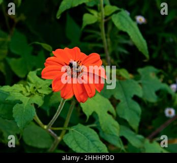 Mexikanische Sonnenblumen, mit riesigen vibrierenden Orangenblüten. Es ist auch beliebt für die Anziehung Kolibris, Schmetterlinge und Bienen. Die kleine Biene darauf. Stockfoto