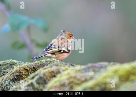 Männliche Chaffinch oder gemeine Chaffinch Fringilla-Koelebs, die im Winter in Großbritannien in einem natürlichen Waldgebiet fressen. Stockfoto