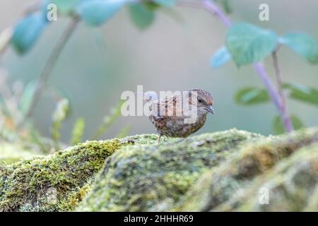 Single Dunnock, Prunella modularis oder Heckenakzentuor, Heckensperling oder Heckenwaldsänger an einer Wand im Winter in Großbritannien. Stockfoto