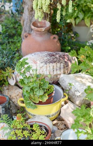 Wiederverwendete Pflanzideen. Alte Kochtöpfe, alte Vasen verwandeln sich in Blumentöpfe im Garten. Recyceltes Gartendesign, diy und ein Lifestyle mit geringem Abfall. Stockfoto