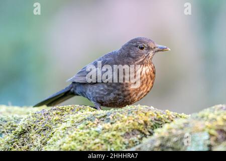 Weibliche eurasische Amsel, Turdus merula in einem natürlichen Waldgebiet in Großbritannien. Stockfoto