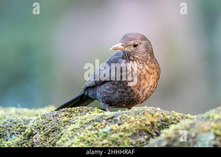 Weibliche eurasische Amsel, Turdus merula in einem natürlichen Waldgebiet in Großbritannien. Stockfoto