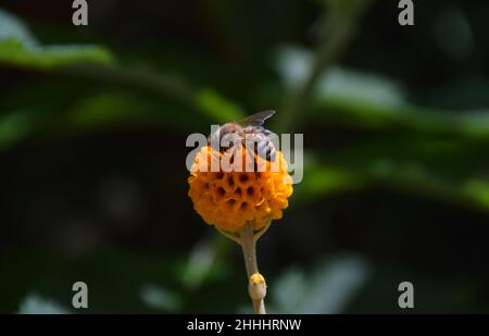 Eine Biene bestäubt eine orangefarbene Kugelbaumblume (Buddleja globosa) in London, Großbritannien. Stockfoto