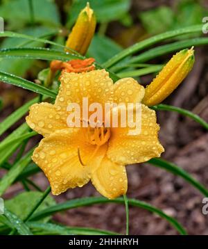 Daylilie mit Morgentau. Die Blüten der Pflanze reichen von leuchtendem Rosa mit gelbem Hals bis hin zu fast einer Melonenmischung je nach Wetter. Stockfoto