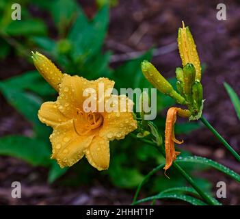 Daylilie mit Morgentau. Die Blüten der Pflanze reichen von leuchtendem Rosa mit gelbem Hals bis hin zu fast einer Melonenmischung je nach Wetter. Stockfoto