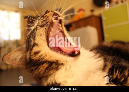 Gähnende Katze mit vollständig geöffnetem Mund Stockfoto