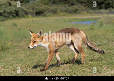 Der junge Rotfuchs, der größte der wahren Füchse, läuft in einem Dünengebiet in der Nähe von Amsterdam Stockfoto