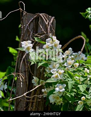 Süßes Mock Orange, englisches Dogwood ist eine blühende Pflanze aus der Familie der Hydrangeaceae.die Blüten sind reichlich vorhanden und sehr duftend. Stockfoto