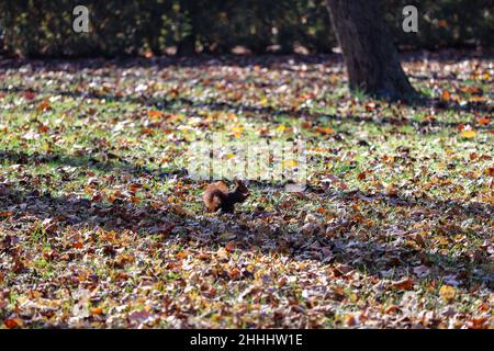 Das rote Eichhörnchen oder das eurasische rote Eichhörnchen (Sciurus vulgaris) , Island's Garden, Jardín de la Isla , Aranjuez, Madrid, Spanien Stockfoto