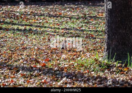 Das rote Eichhörnchen oder das eurasische rote Eichhörnchen (Sciurus vulgaris) , Island's Garden, Jardín de la Isla , Aranjuez, Madrid, Spanien Stockfoto