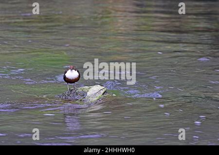 Der Weißkehltauchler Cinclus cinclus thront auf Felsen im Fluss Dove, Dovedale, Peak District National Park, Derbyshire, England Stockfoto