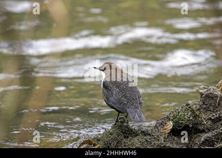 Der Weißkehltauchler Cinclus cinclus thront auf Felsen im Fluss Dove, Dovedale, Peak District National Park, Derbyshire, England Stockfoto