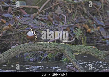 Der Weißkehltauchler Cinclus cinclus, der auf einem gefallenen Ast über dem Fluss Dove, Dovedale, Peak District National Park, Derbyshire, thront Stockfoto