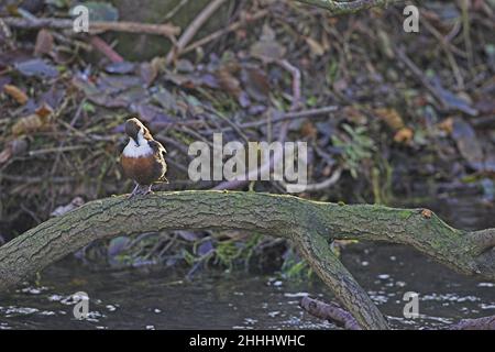 Der Weißkehltauchler Cinclus cinclus, der auf einem gefallenen Ast über dem Fluss Dove, Dovedale, Peak District National Park, Derbyshire, thront Stockfoto