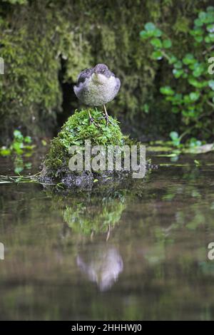 Weißkehlchen-Dipper Cinclus cinclus juvenile steht auf moosigen Felsen, Lathkill Dale Peak District National Park Derbyshire England Stockfoto