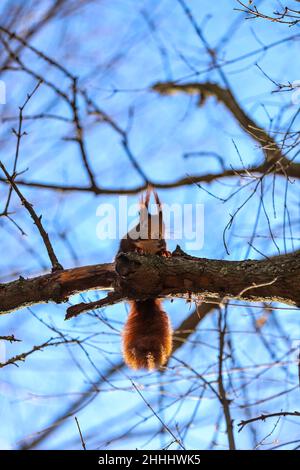 Das rote Eichhörnchen oder das eurasische rote Eichhörnchen (Sciurus vulgaris) , Island's Garden, Jardín de la Isla , Aranjuez, Madrid, Spanien Stockfoto