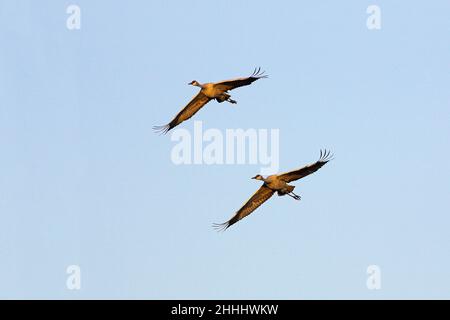 Sandhill Kran Grus canadensis Paar im Flug gegen einen klaren blauen Himmel Bosque del Apache National Wildlife Refuge New Mexico USA Stockfoto