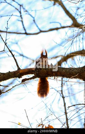 Das rote Eichhörnchen oder das eurasische rote Eichhörnchen (Sciurus vulgaris) , Island's Garden, Jardín de la Isla , Aranjuez, Madrid, Spanien Stockfoto