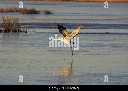 Sandhill-Kran Grus canadensis läuft über Eis, um vom Nachtgebiet, Bosque del Apache National Wildlife Refuge New Mexico USA, abzuheben Stockfoto