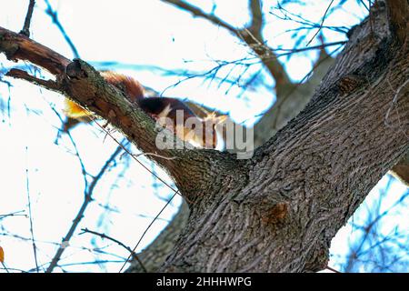 Das rote Eichhörnchen oder das eurasische rote Eichhörnchen (Sciurus vulgaris) , Island's Garden, Jardín de la Isla , Aranjuez, Madrid, Spanien Stockfoto