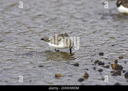 Dunlin Calidris alpina ernährt sich im flachen Küstenpool am Kiesstrand, in der Nähe von Salthouse Norfolk England Stockfoto