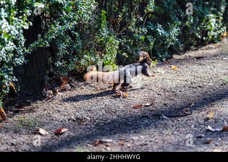 Das rote Eichhörnchen oder das eurasische rote Eichhörnchen (Sciurus vulgaris) , Island's Garden, Jardín de la Isla , Aranjuez, Madrid, Spanien Stockfoto