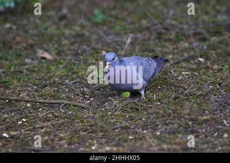 Stock Dove Columba oenas Blashford Lakes Nature Reserve, in der Nähe von Ringwood, Hampshire, England Stockfoto