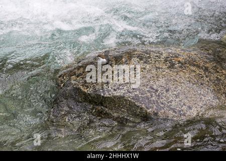 Weißkehltauchler Cinclus cinclus auf Felsen im schnell fließenden Hochland-Fluss Restonica Valley Korsika Frankreich Stockfoto