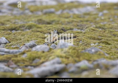 Eurasische Dotterel Charadrius morinellus Weibchen, die auf moosiger Tundra-ähnlicher Vegetation spazieren, Carn Ban Mor, Cairngorms National Park, Schottland Stockfoto