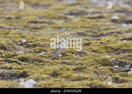 Eurasische Dotterel Charadrius morinellus Weibchen, die auf moosiger Tundra-ähnlicher Vegetation spazieren, Carn Ban Mor, Cairngorms National Park, Schottland Stockfoto