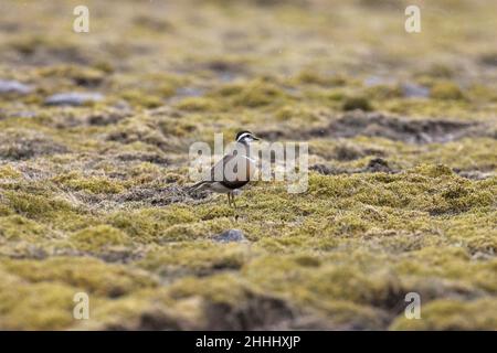 Eurasische Dotterel Charadrius morinellus Weibchen, die auf moosiger Tundra-ähnlicher Vegetation spazieren, Carn Ban Mor, Cairngorms National Park, Schottland Stockfoto