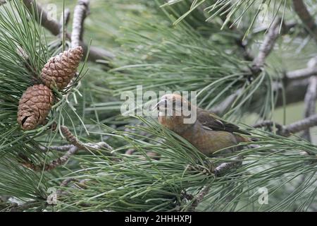 Gemeiner Kreuzschnabel Loxia curvirostra Männchen in korsischer Kiefer, Col de Bavella, Korsika, Frankreich Stockfoto