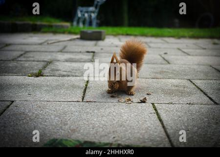 Eichhörnchen knabbernde Walnüsse auf der Terrasse Stockfoto