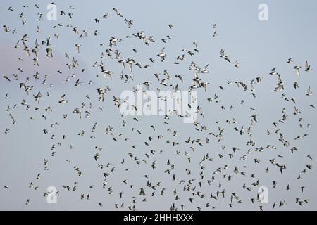 Dunlin Calidris alpina scharen sich im Kampf mit den Grauen Pluvialis Squatarola und Red Knots Calidris canutus, Brownsea Island, Dorset, England Stockfoto