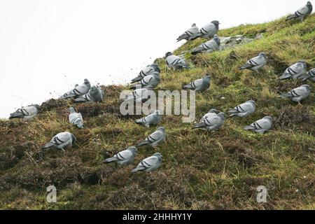 Felsen-Taube Columba Livia Herde auf Hügel in der Nähe von Machirs Bay Islay Argyll und Bute Scotland UK Stockfoto