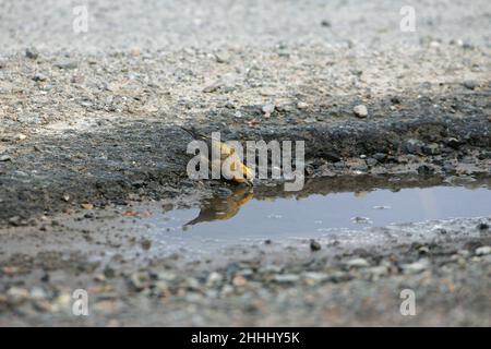 Gemeiner Kreuzschnabel Loxia curvirostra männlich trinkt aus Pfütze am Straßenrand Glen Feshie Highland Region Schottland Großbritannien Stockfoto