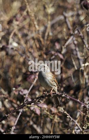 Heckenbraunelle Prunella Modularis thront in Brombeere Linwood New Forest Nationalpark Hampshire England UK Stockfoto