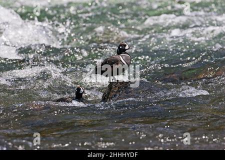 Harlekin Ente Histrionicus Histrionicus männlichen auf Felsen und in das Wasser LeHardy Rapids Yellowstone RiverYellowstone National Park in Wyoming USA Juni Stockfoto