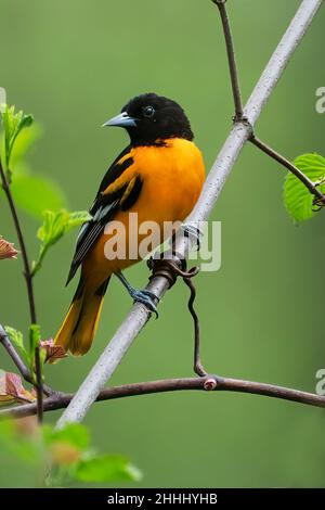 Männliche Baltimore-Oriole aus der Nähe während der Frühjahrsmigration Stockfoto