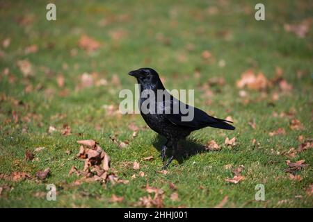 Rabenkrähe Corvus corone corone auf einem Garten Rasen, Krähe, Ringwood, Hampshire, England, UK, März 2018 Stockfoto