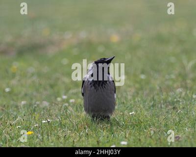 Corvus Corone Cornix mit Kapuze auf dem Gassland im Picknickbereich mit Blick auf Calgary Bay, Isle of Mull, Inner Hebriden, Argyll und Bute, Schottland, Großbritannien, Mai Stockfoto