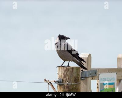 Corvus Corone Cornix mit Kapuze auf einem Zaunpfosten im Picknickbereich mit Blick auf Calgary Bay, Isle of Mull, Inner Hebriden, Argyll und Bute, Schottland, VEREINIGTES KÖNIGREICH, Stockfoto