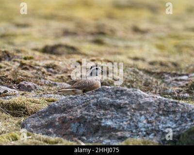 Eurasian dotterel Charadrius morinellus adult Weibchen auf grasbewachsenem Moorland, Cairngorm, Cairngorms National Park, Highland Region, Schottland, Großbritannien, Mai 2019 Stockfoto